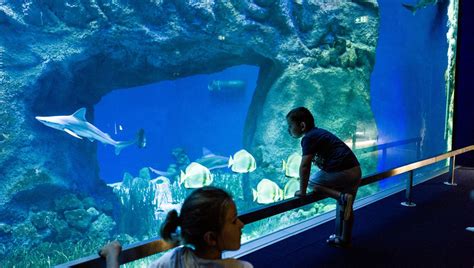 Aquarium canet en roussillon tarif Il était attendu, le voilà ! Oniria, le nouvel aquarium de Canet-en-Roussillon ouvre ses portes le 9 juillet prochain